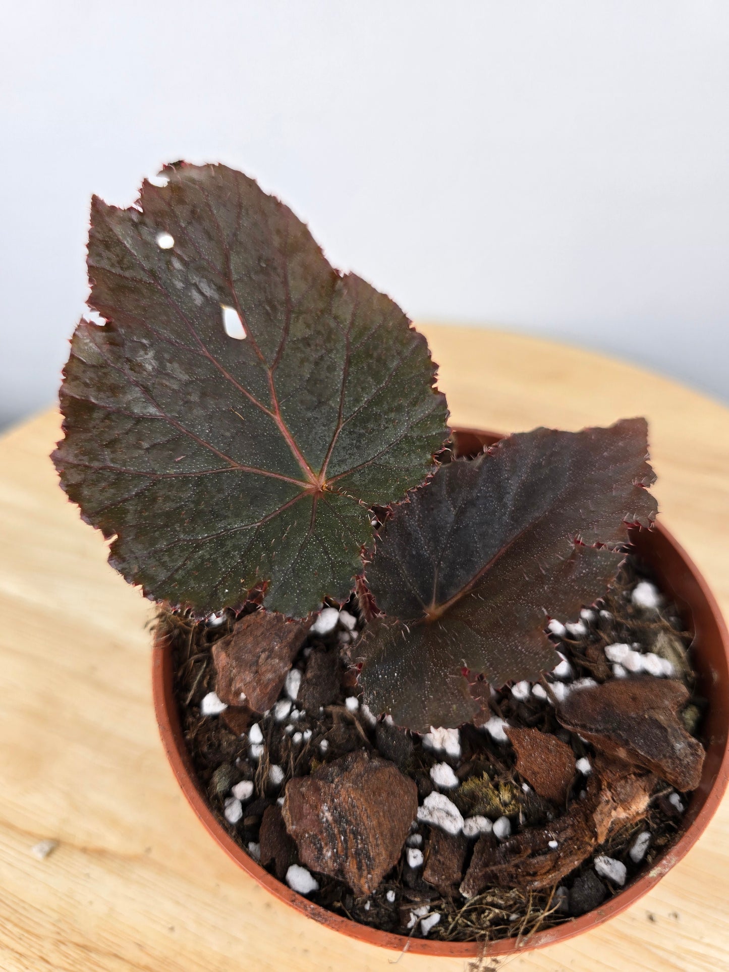 Begonia Taconite (JP)