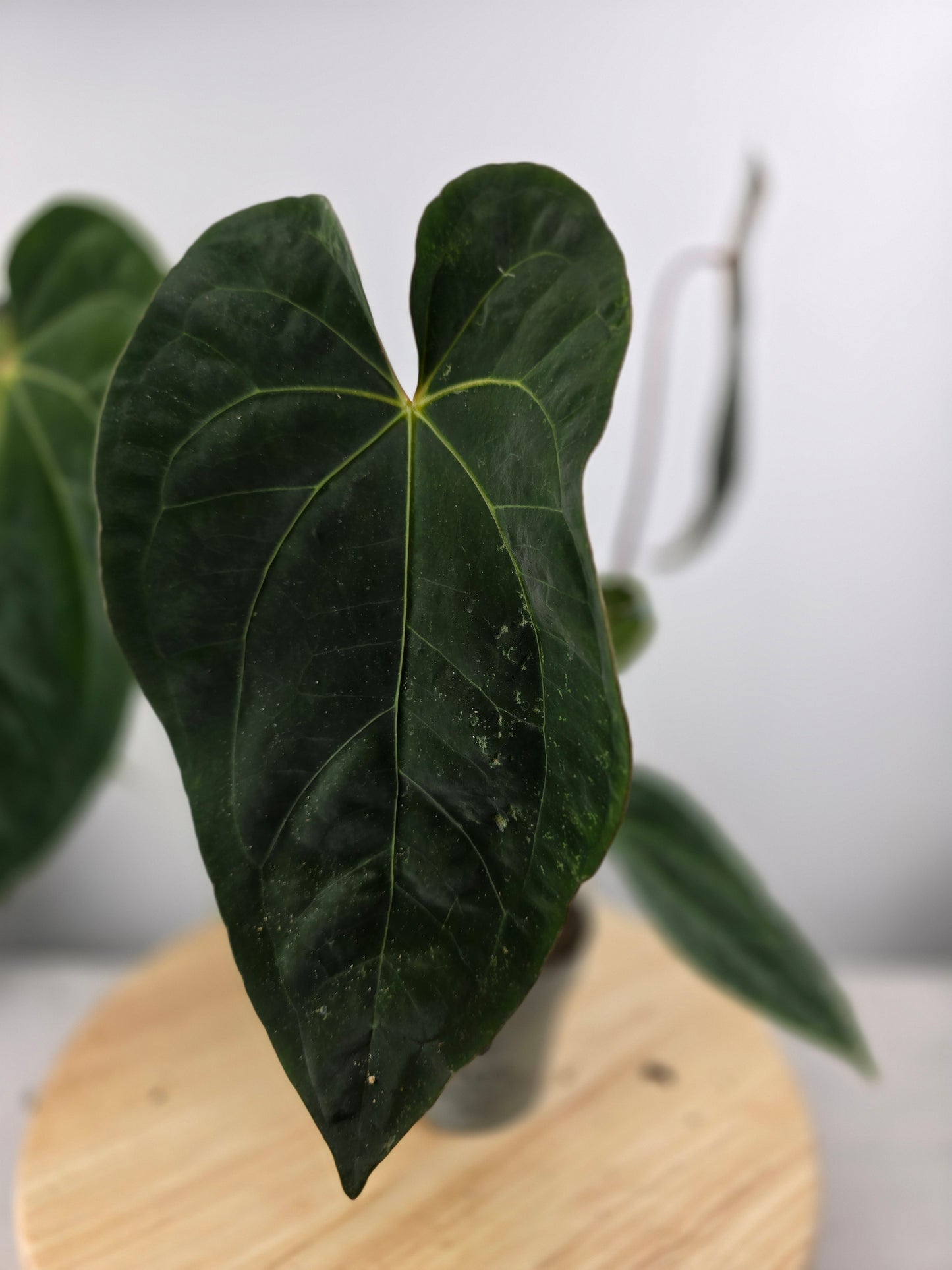Anthurium 'Dark Phoenix'
