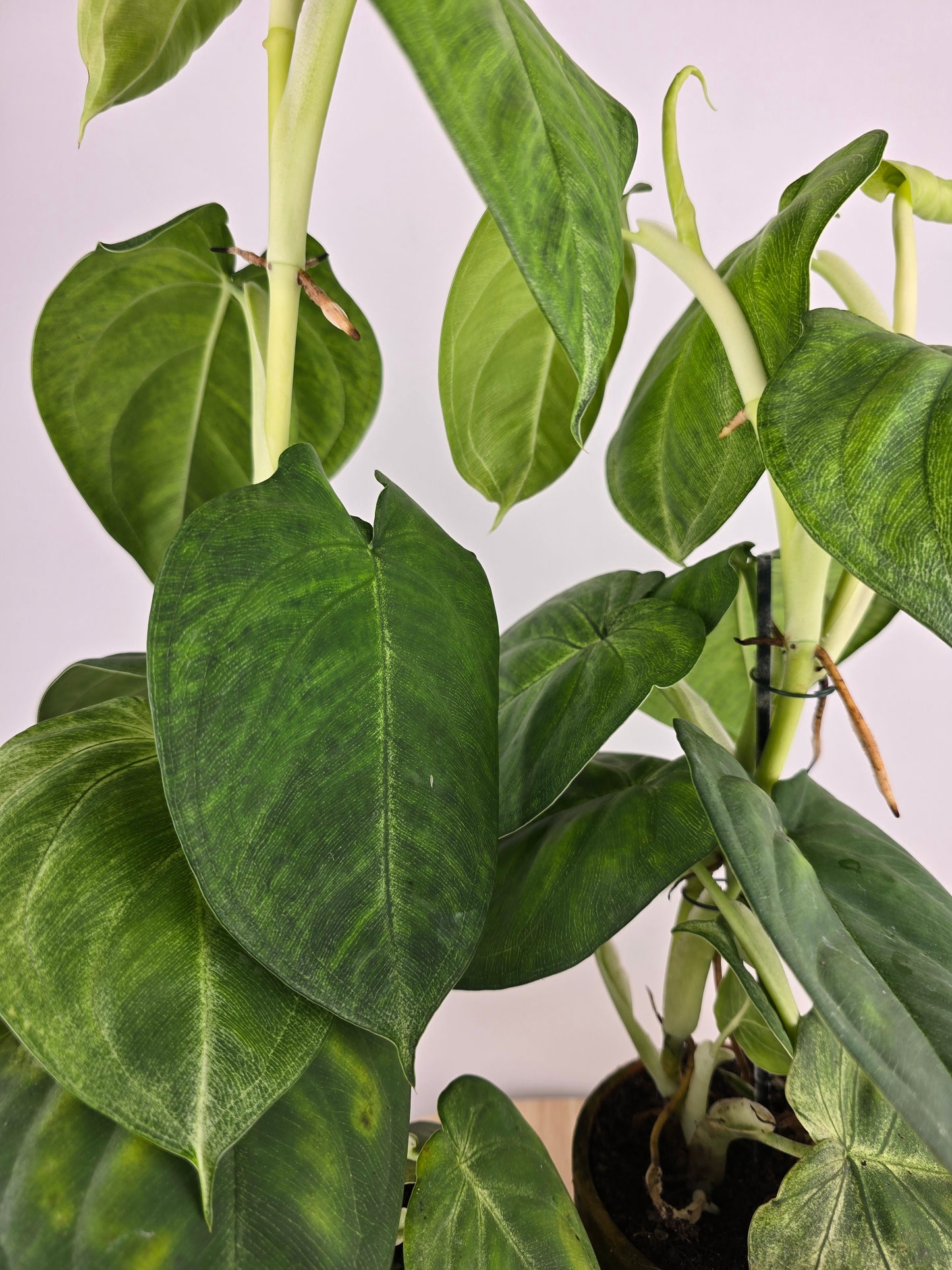 Syngonium macrophyllum 'Frosted Heart'