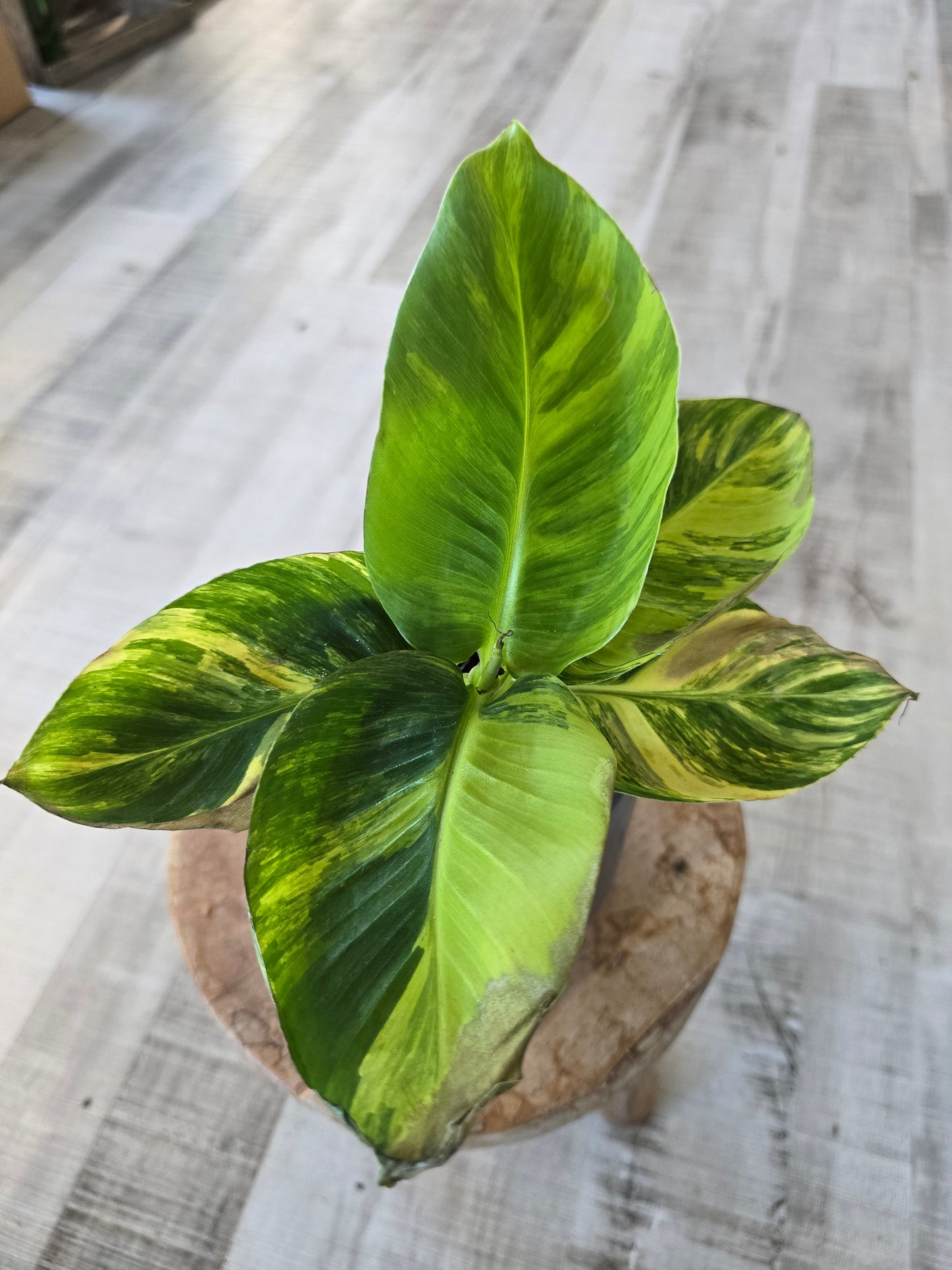 Musa Aurea
