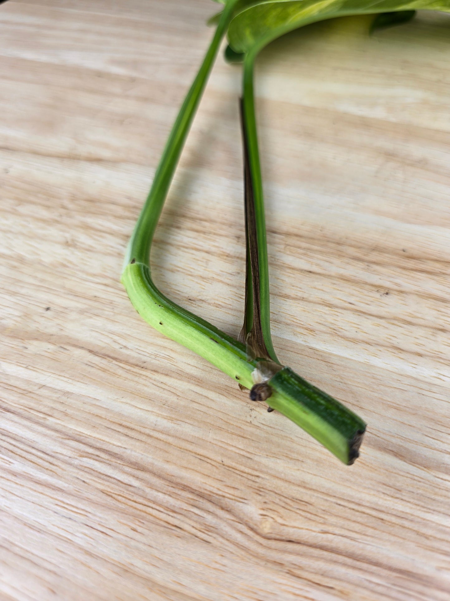 Epipremnum Pinnatum Cintho Goldfinger (Cutting 2)
