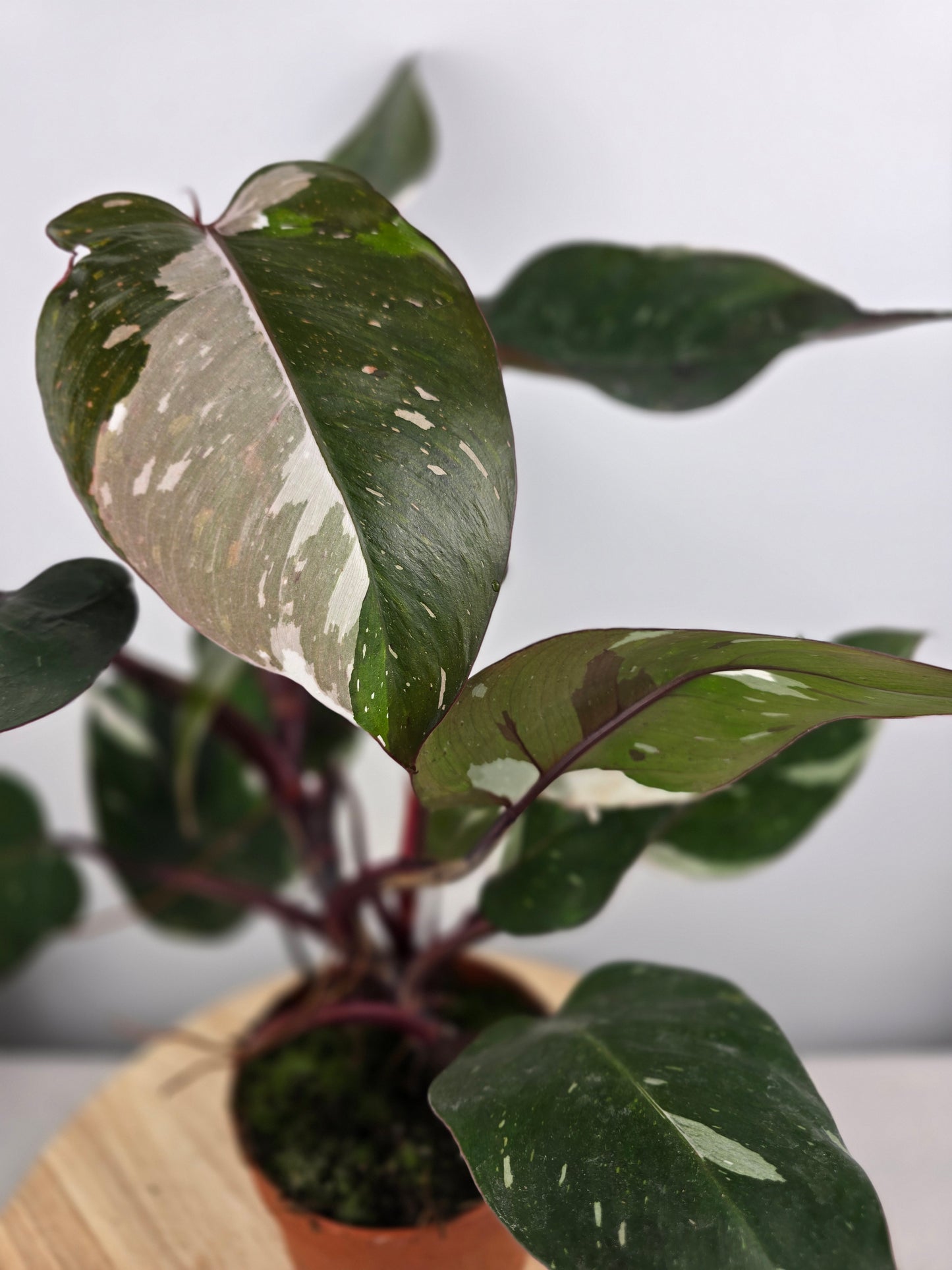 Philodendron 'Red Anderson'