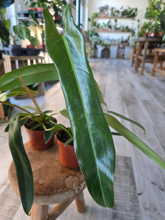 Philodendron spiritus-sancti