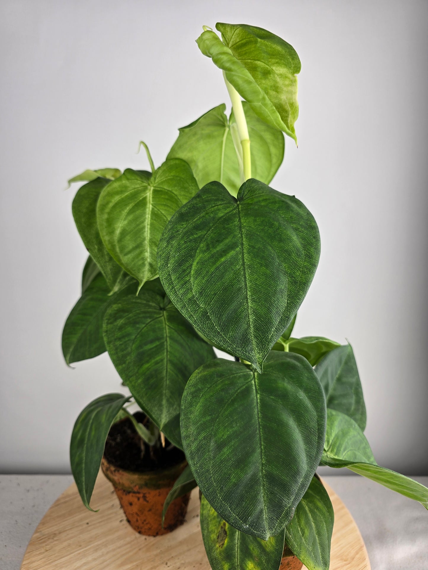 Syngonium macrophyllum 'Frosted Heart'
