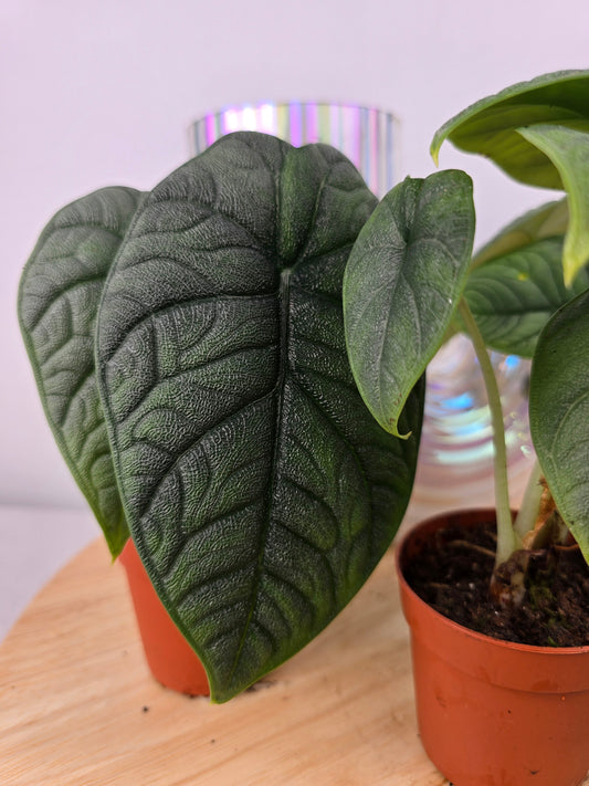 Alocasia melo