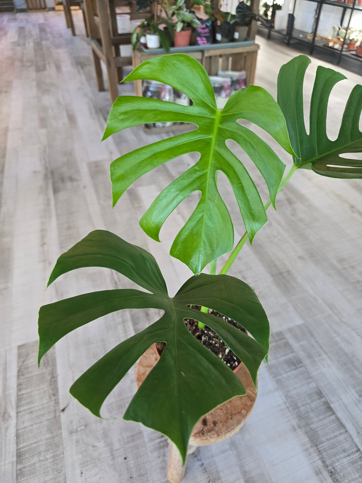 Monstera deliciosa 'Sierrana'