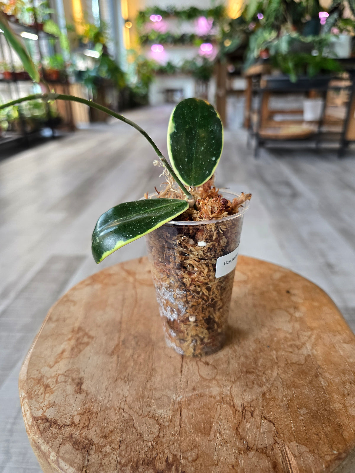 Hoya acuta variegata (RC)