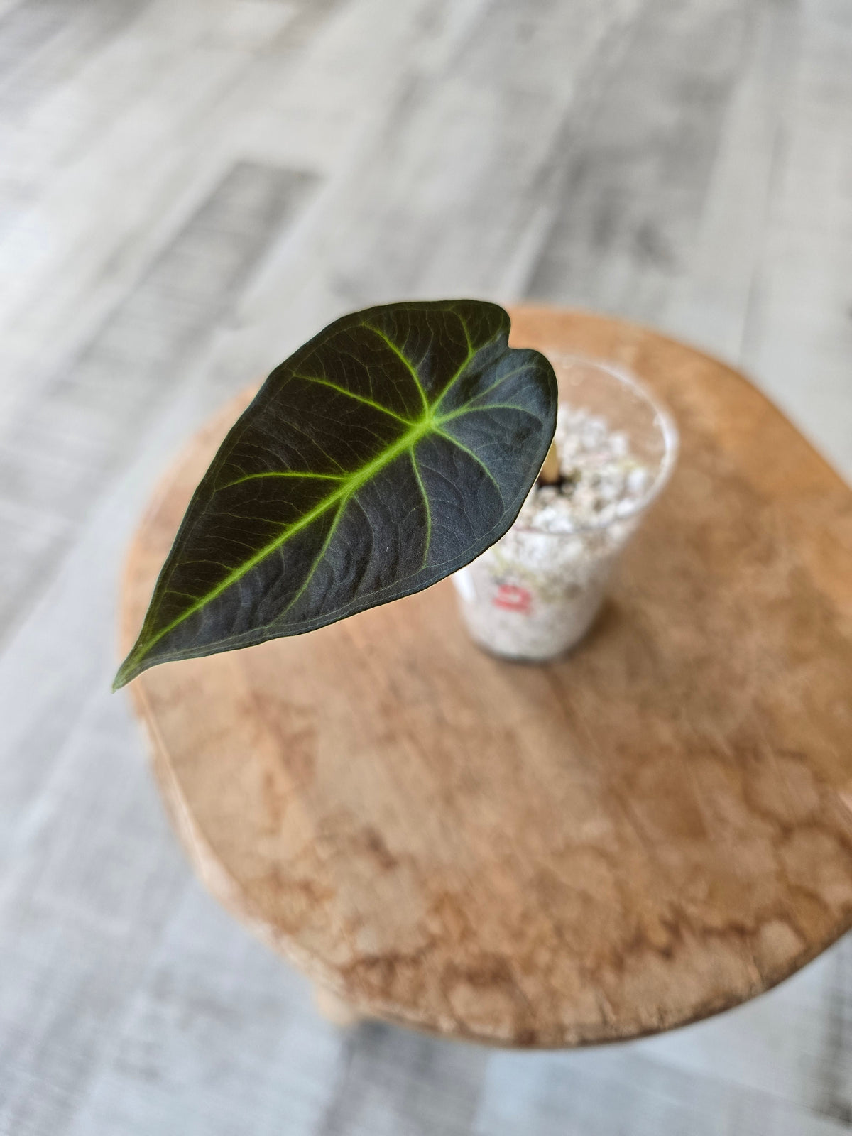 Alocasia Regal Shield (JP)