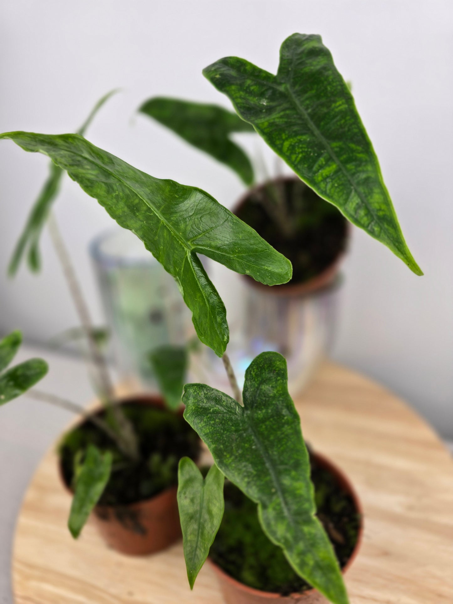 Alocasia zebrina 'Reticulata'