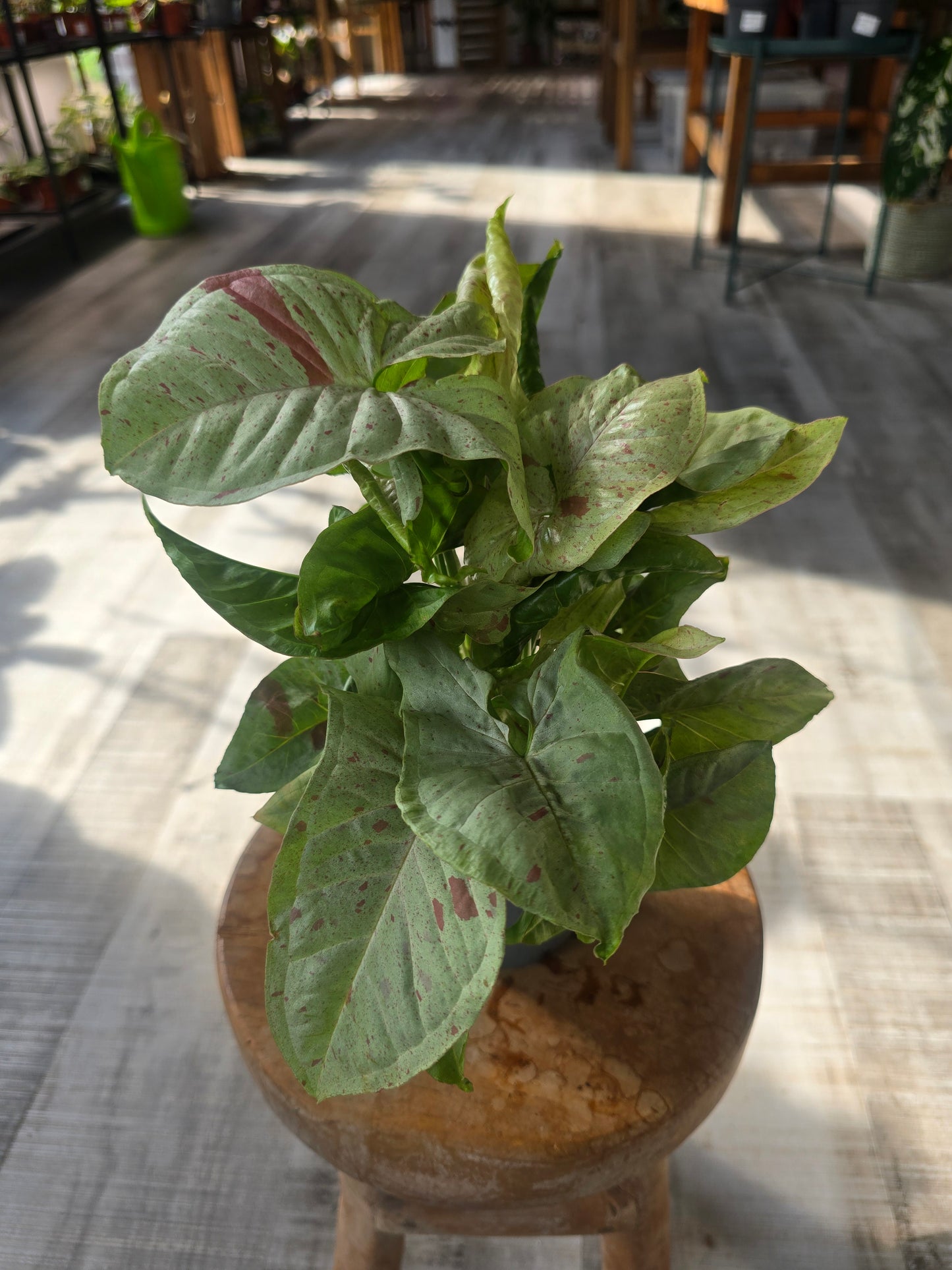 Syngonium « Confetti »