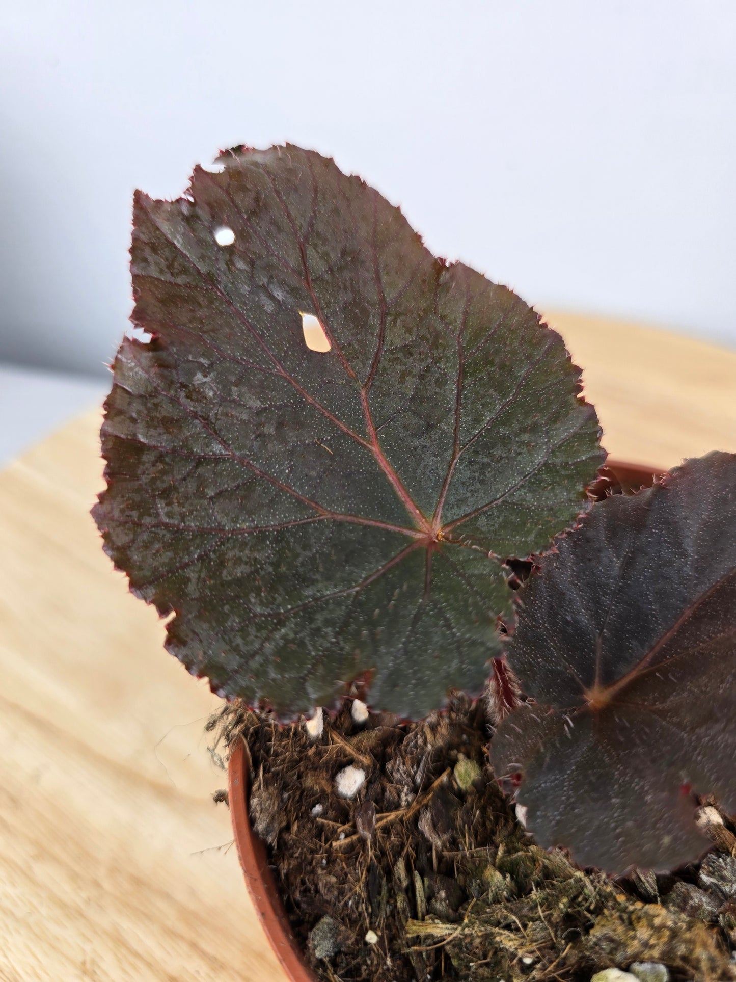 Begonia Taconite (JP)