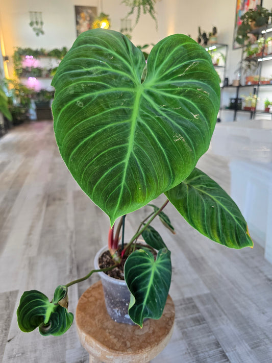 Philodendron El Choco Red