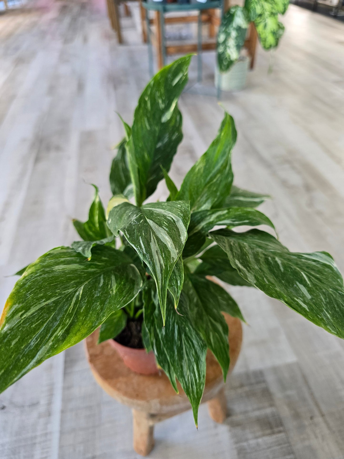 Spathiphyllum diamond