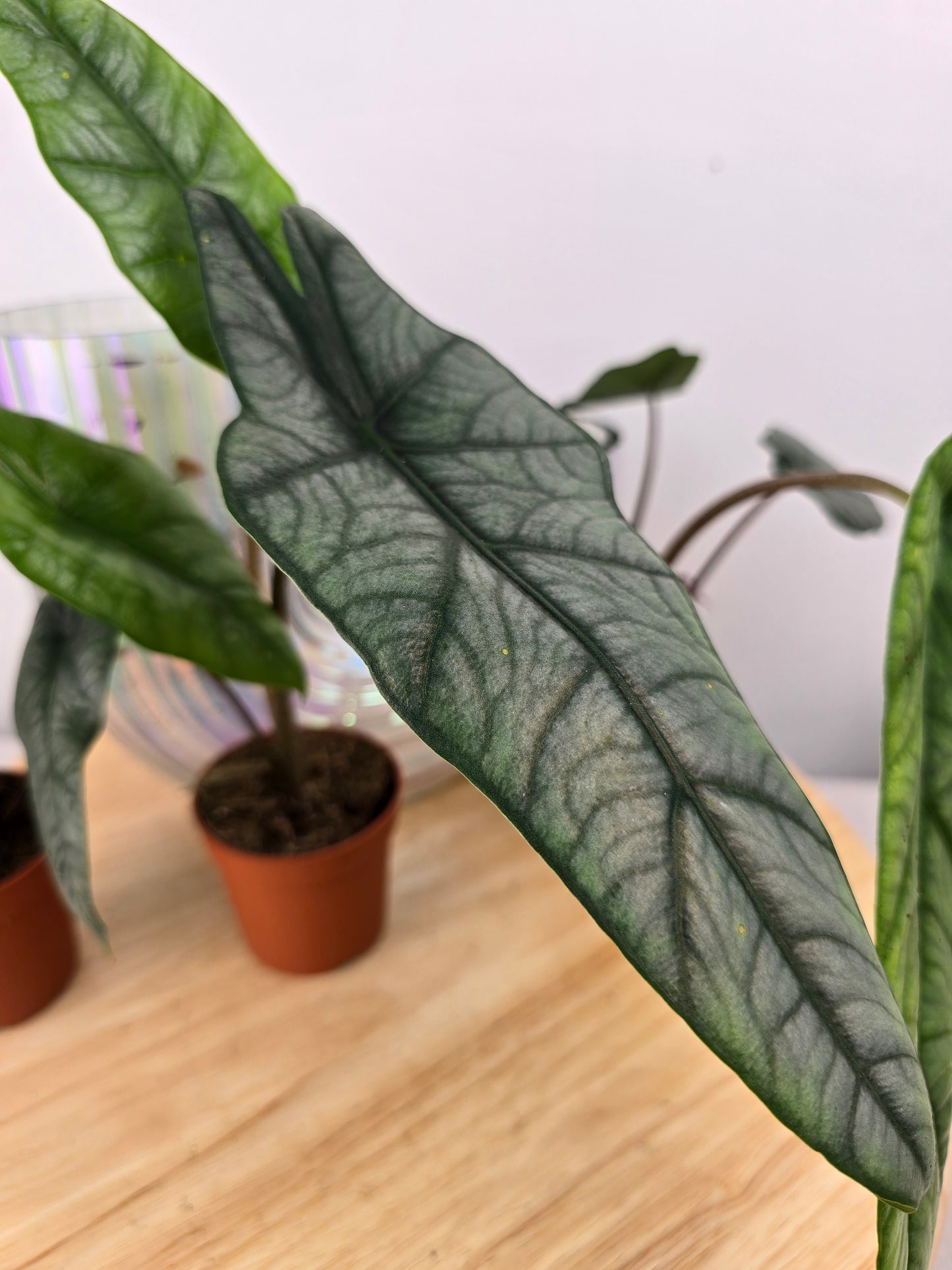 Alocasia heterophylla 'Metallic Blue'