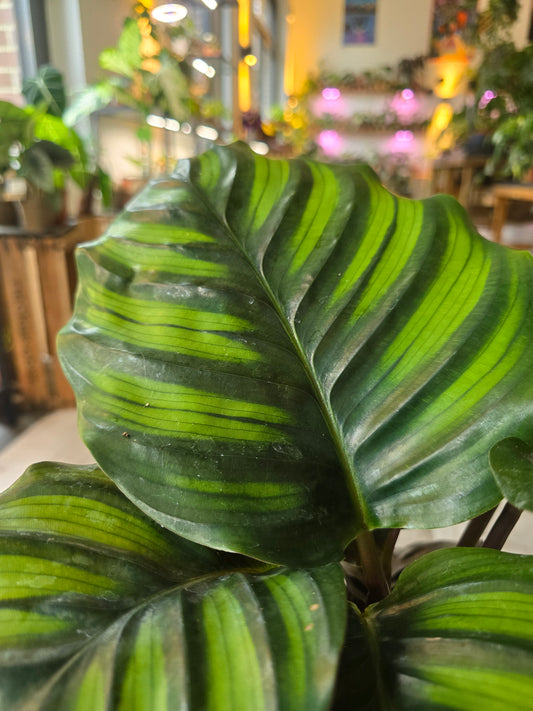 Calathea Fasciata