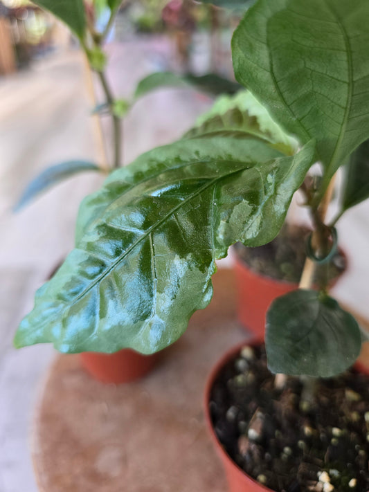 Elatostema vittatum