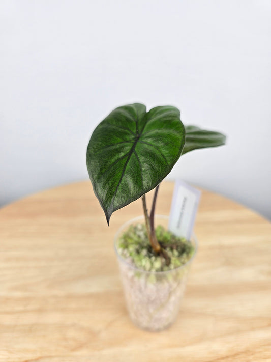 Alocasia Serendipity (JP)