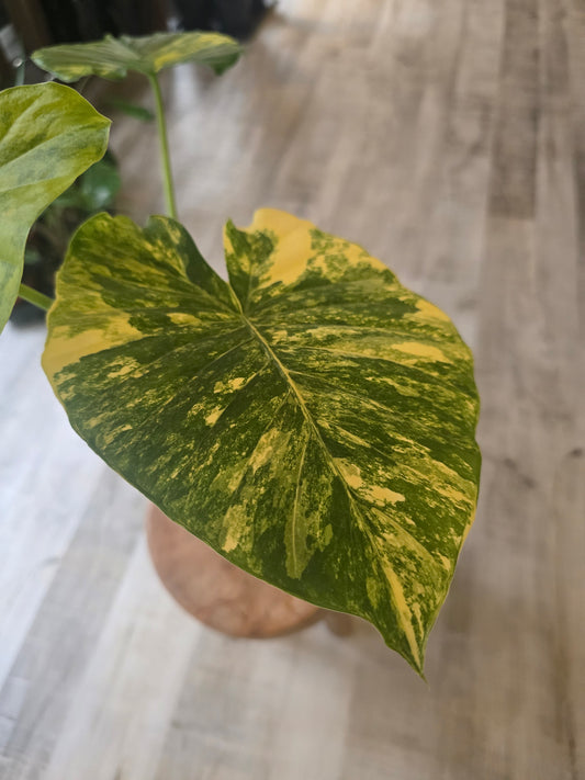 Alocasia macrorrhiza 'Aurea Variegata'
