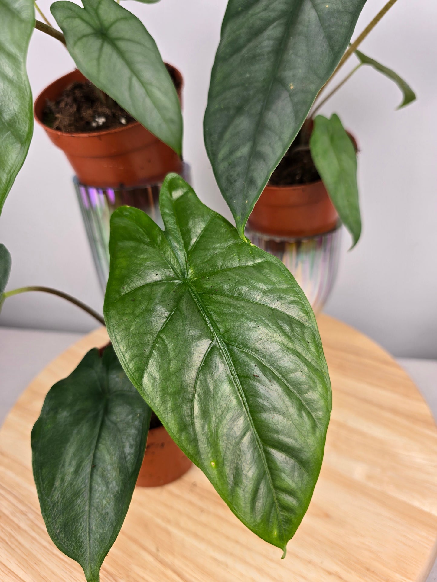 Alocasia Heterophylla 'Corazon'