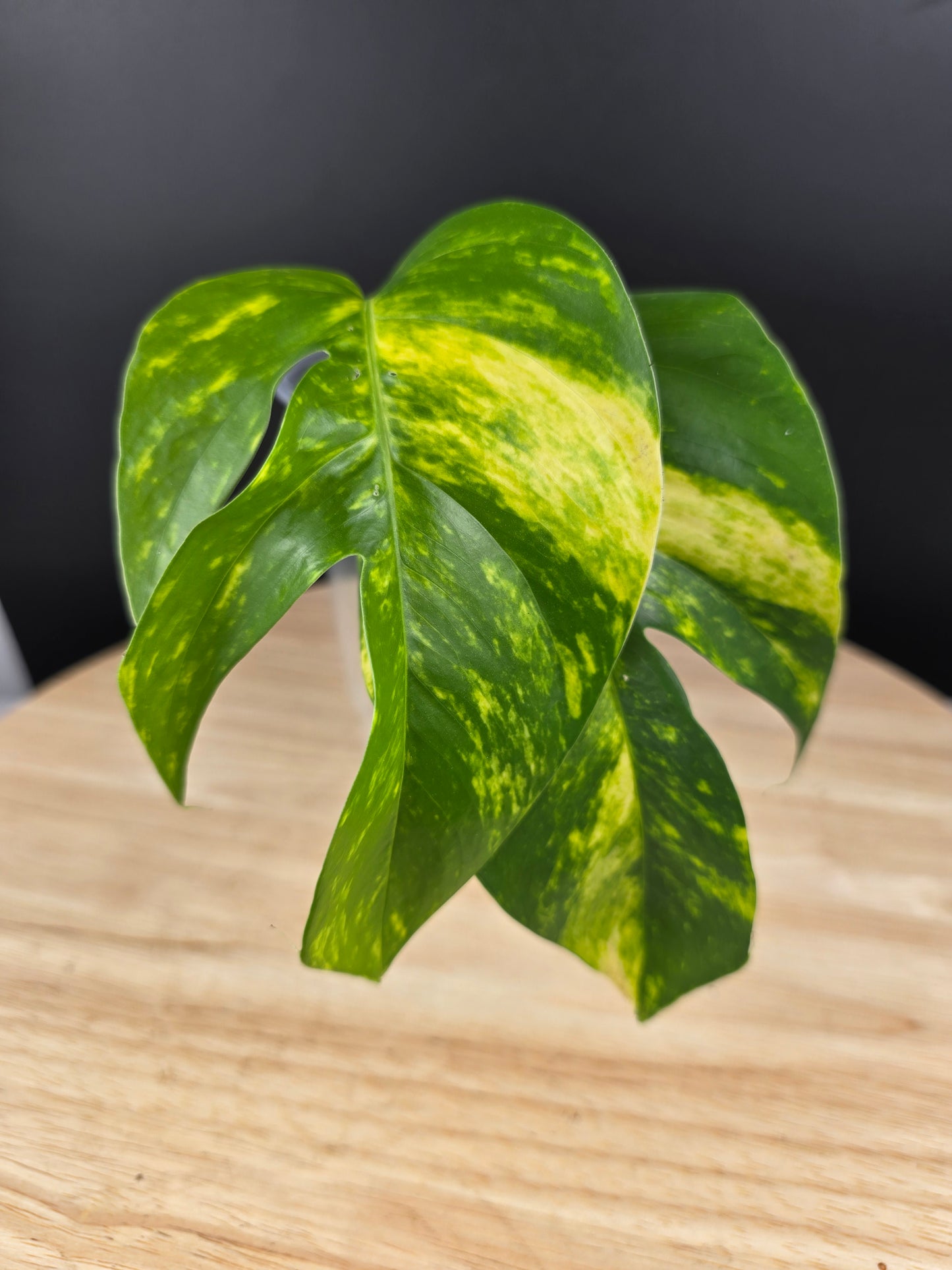 Epipremnum Pinnatum Cintho Goldfinger (Cutting 2)