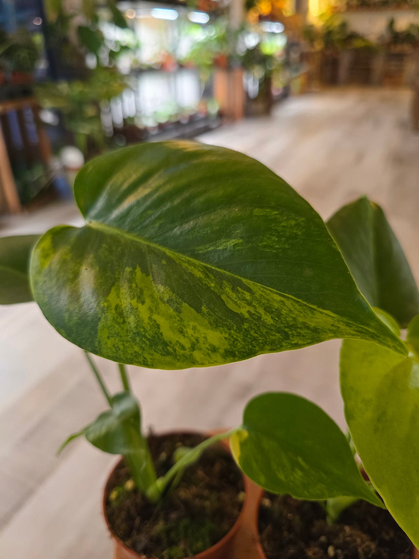 Monstera Deliciosa Aurea