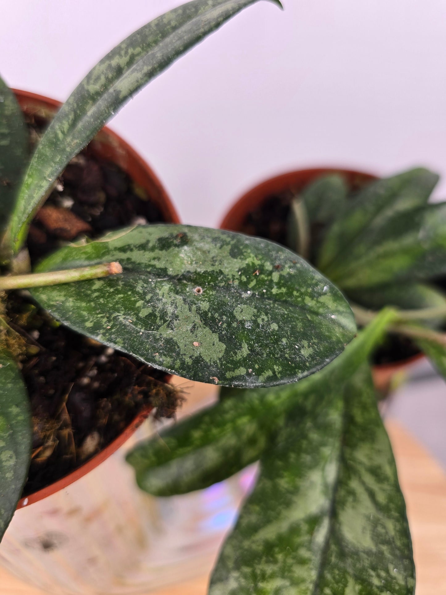Hoya 'Crassipetiolata' Splash