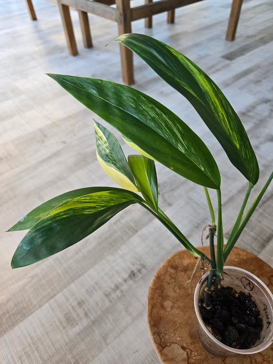 Epipremnum Amplissimum variegata