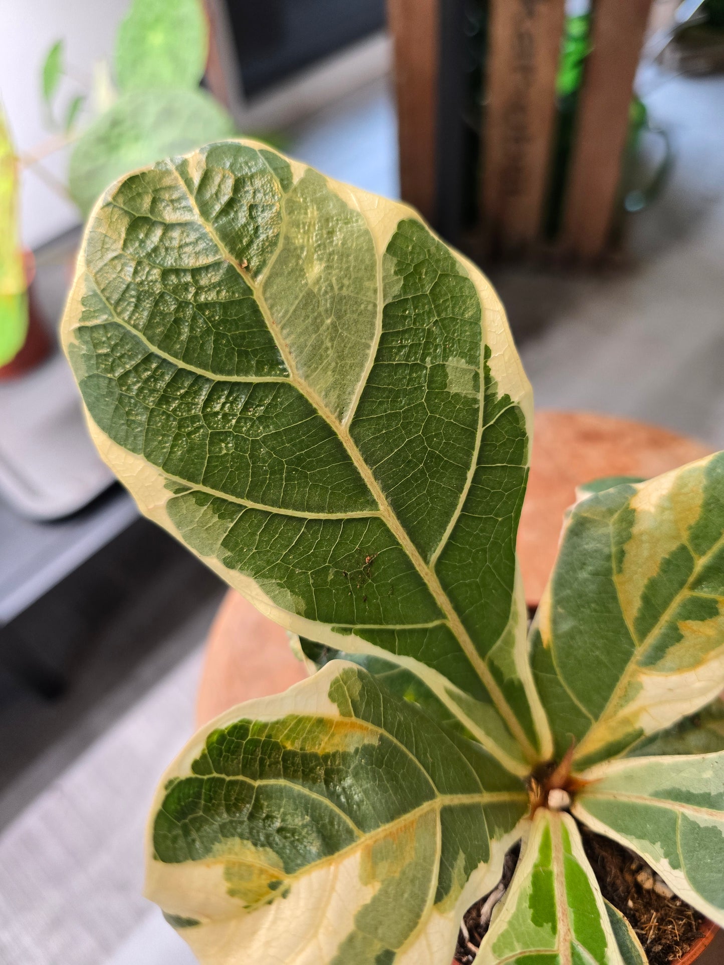 Ficus Lyrata variegata