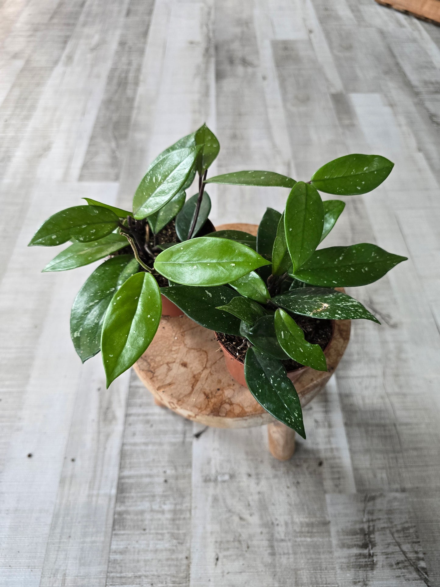 Hoya Carnosa Stardust
