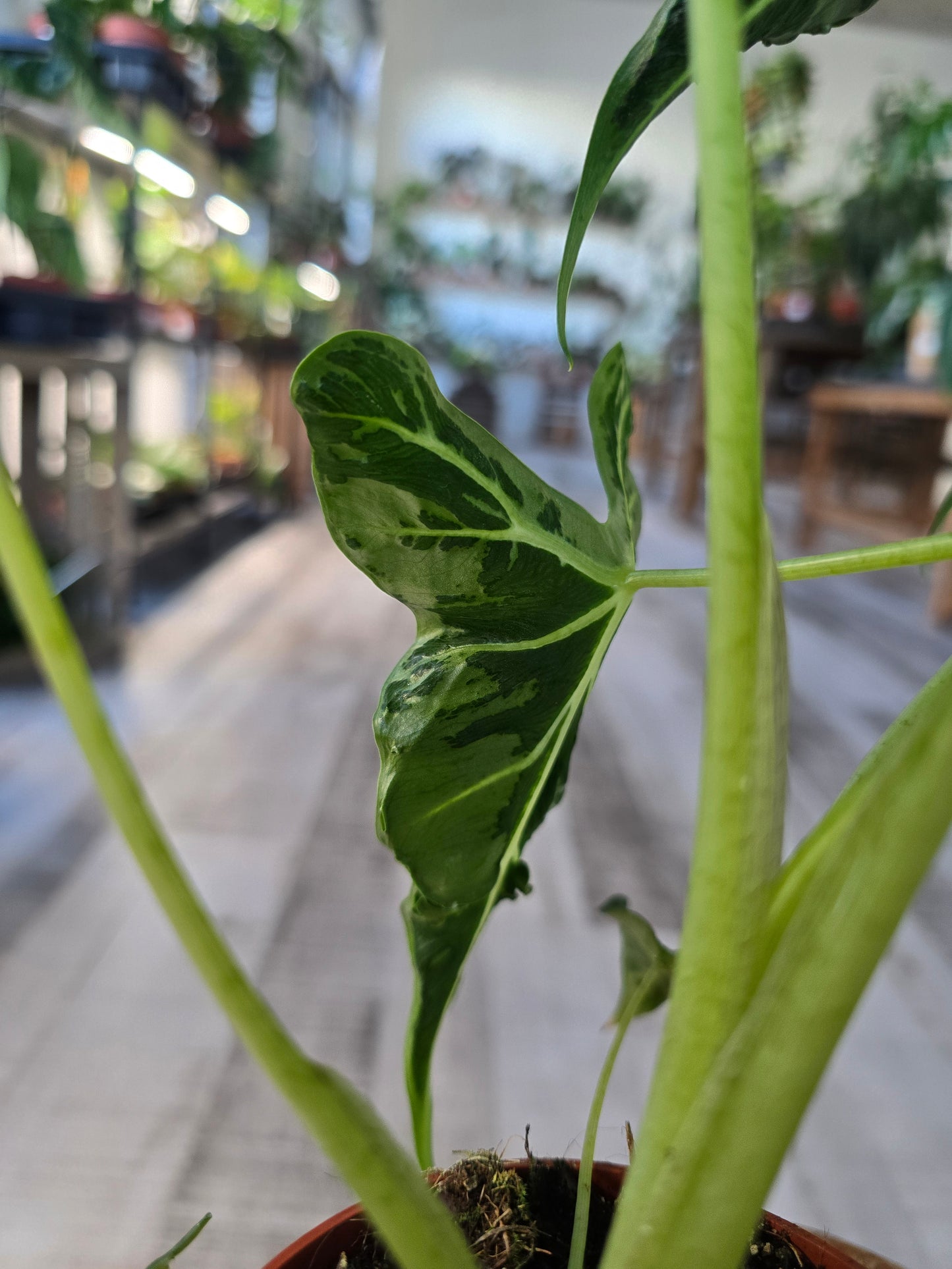 Alocasia Frydek Tattoo