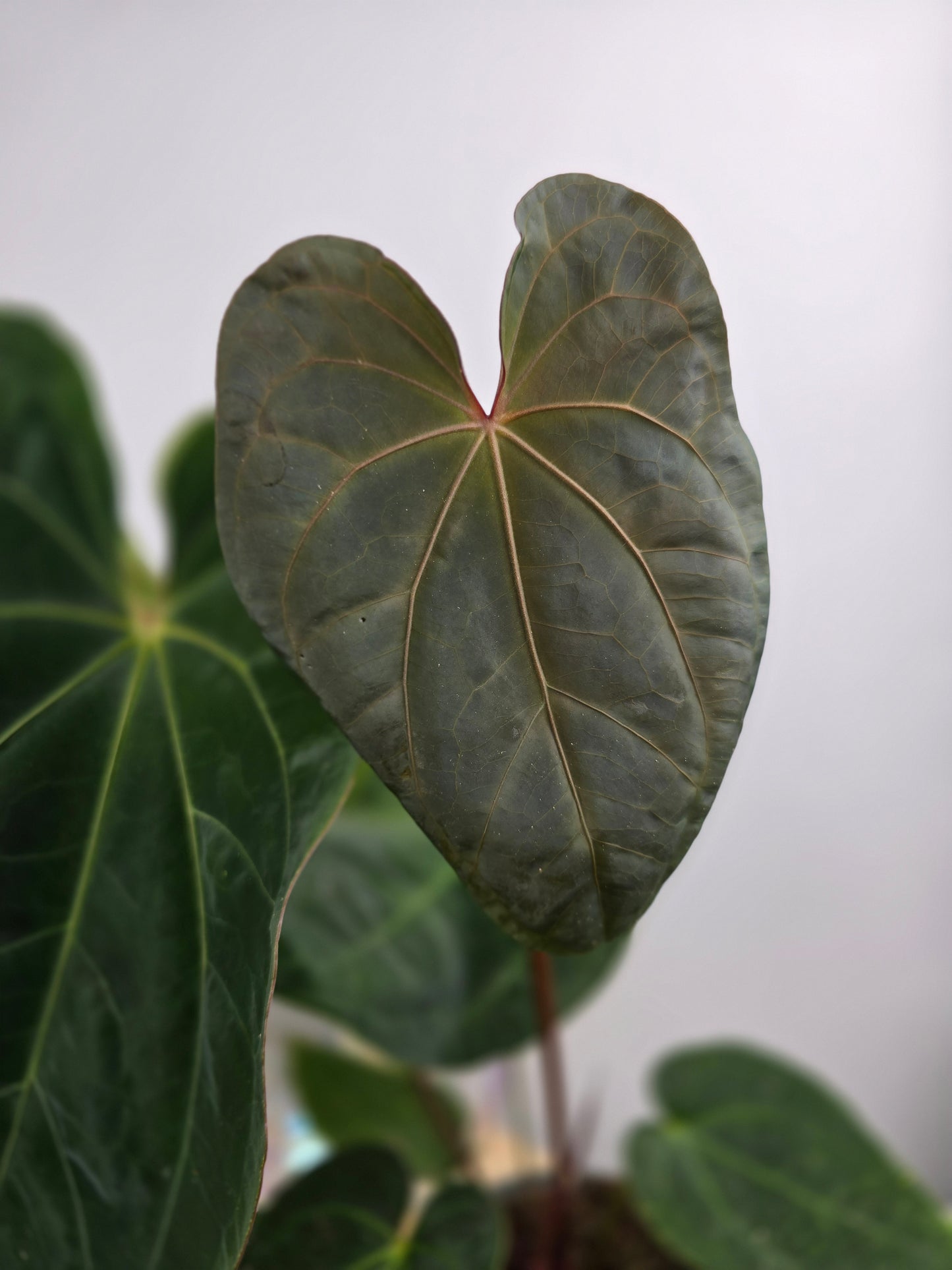 Anthurium 'Dark Phoenix'
