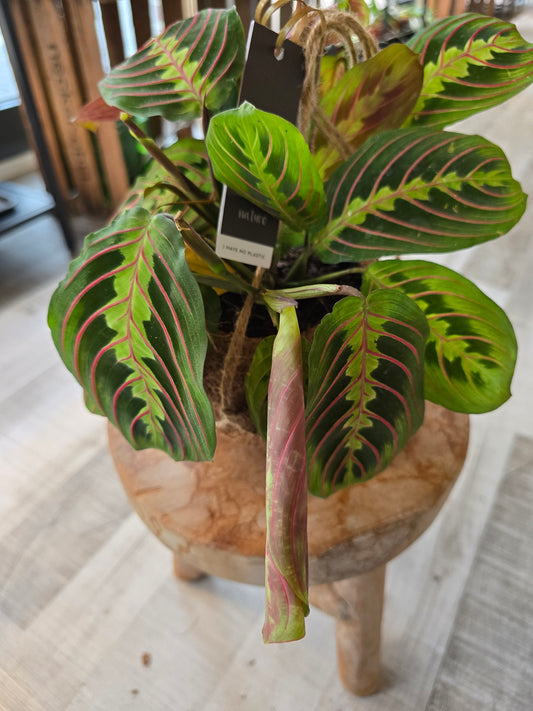 Maranta leuconeura fascinator