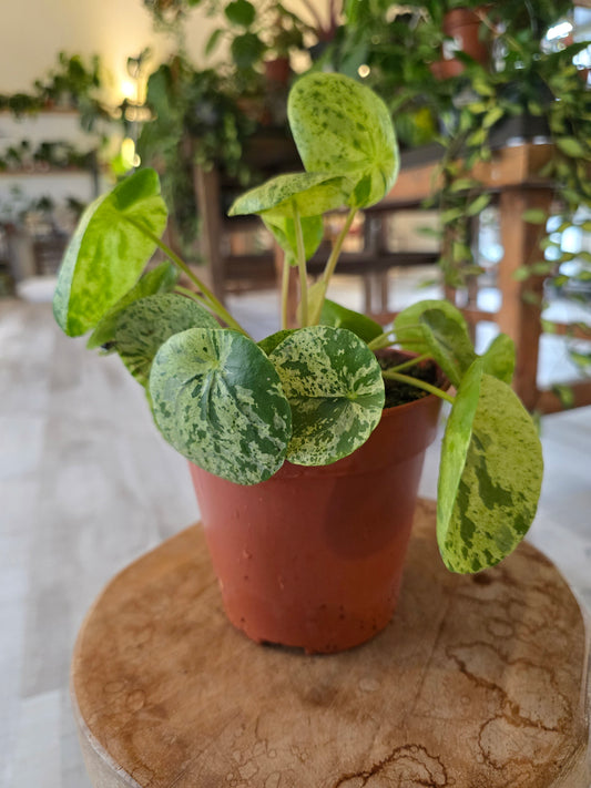 Pilea peperomioides 'Mojito'