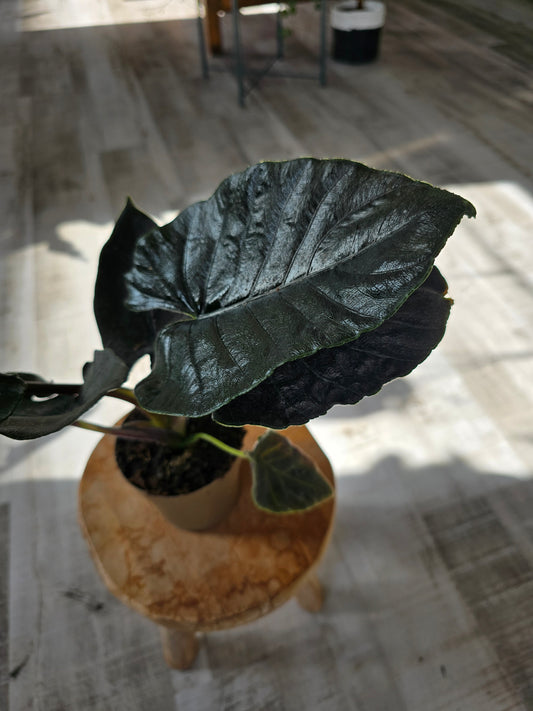 Alocasia 'Antoro Velvet'