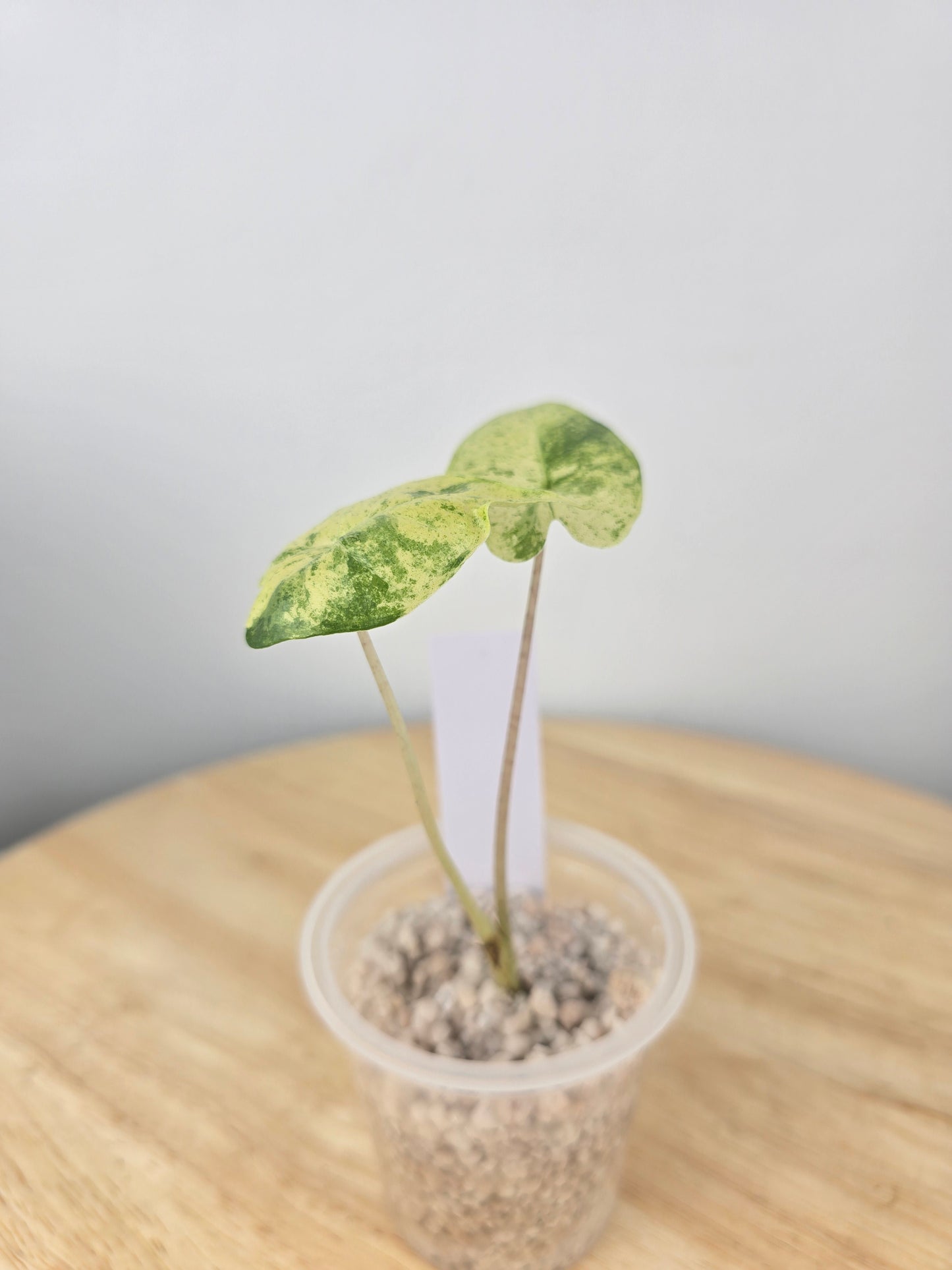 Alocasia Macrorrhiza splash (JP)