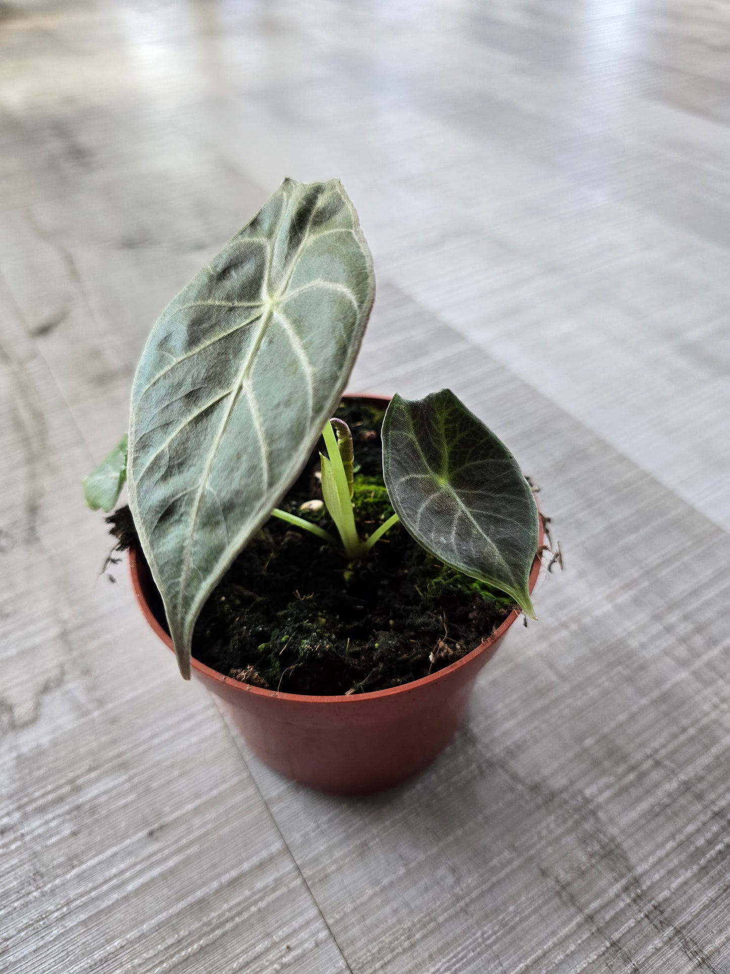 Alocasia Watsoniana 'Lightning'