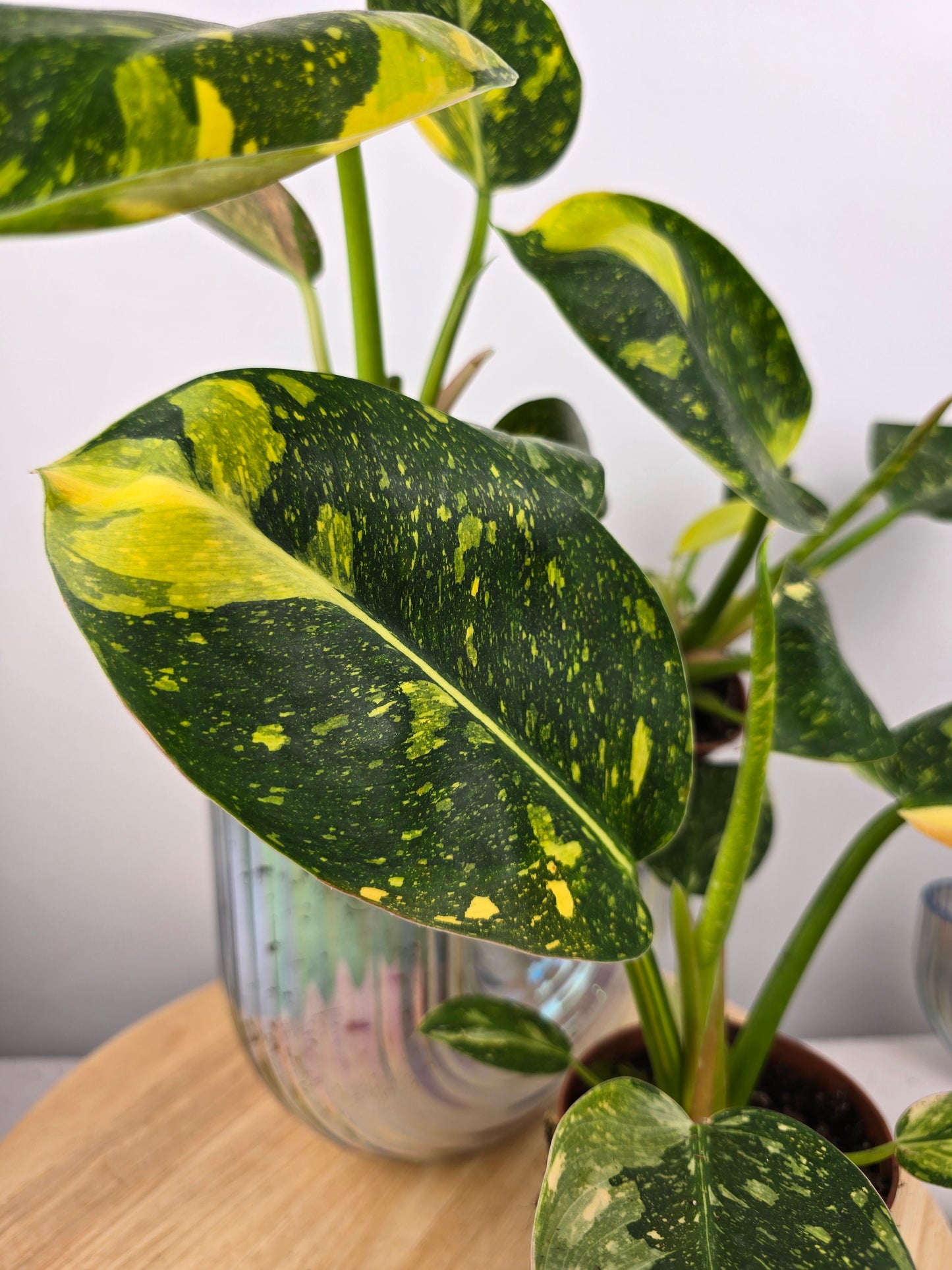 Philodendron Green Congo variegata