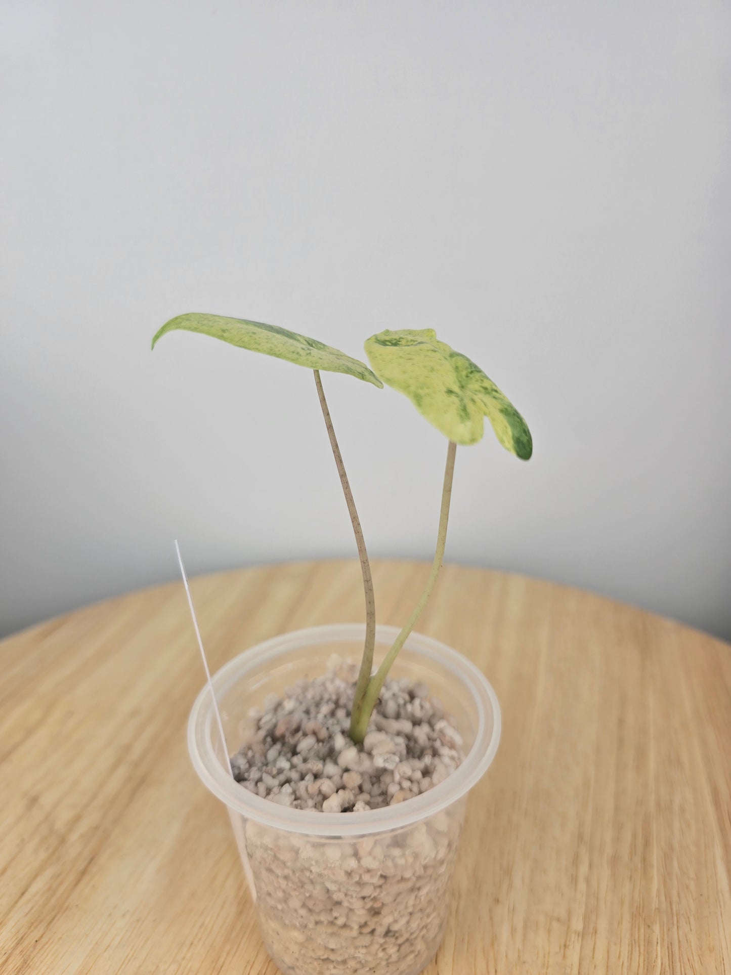 Alocasia Macrorrhiza splash (JP)