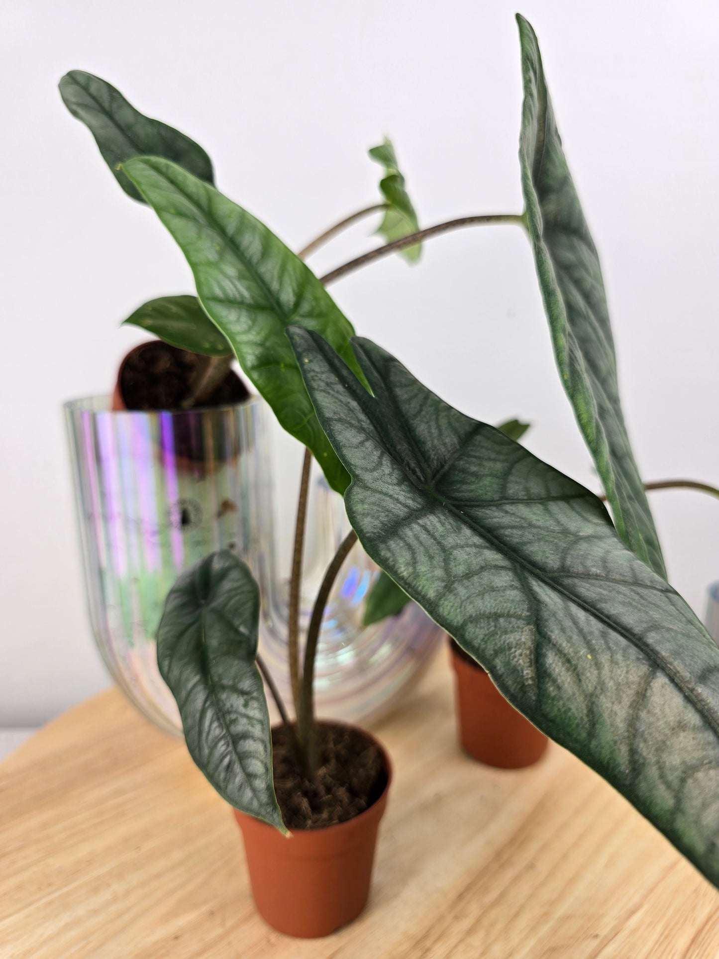 Alocasia heterophylla 'Metallic Blue'