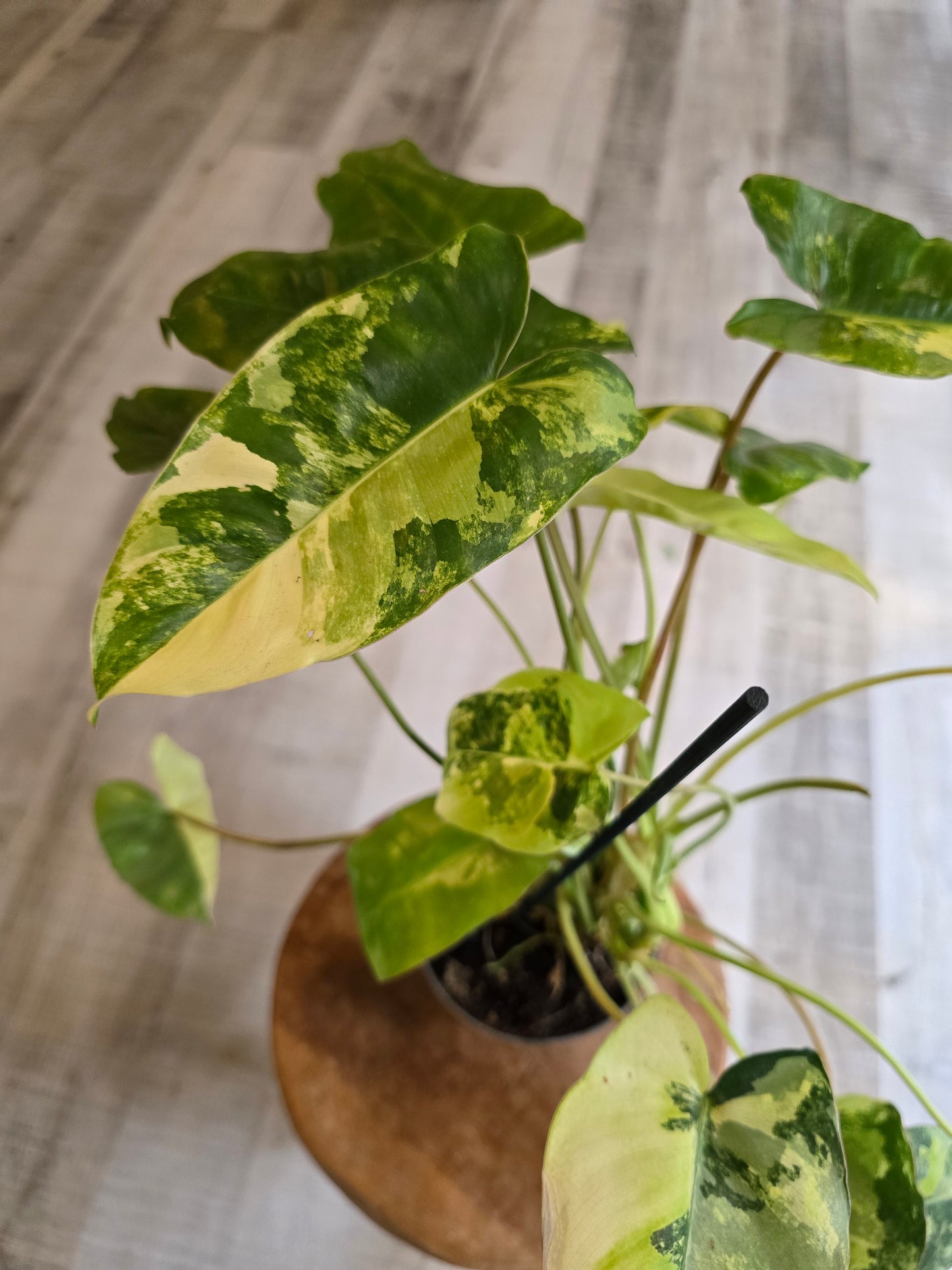 Philodendron Burle Marx 'Variegated'