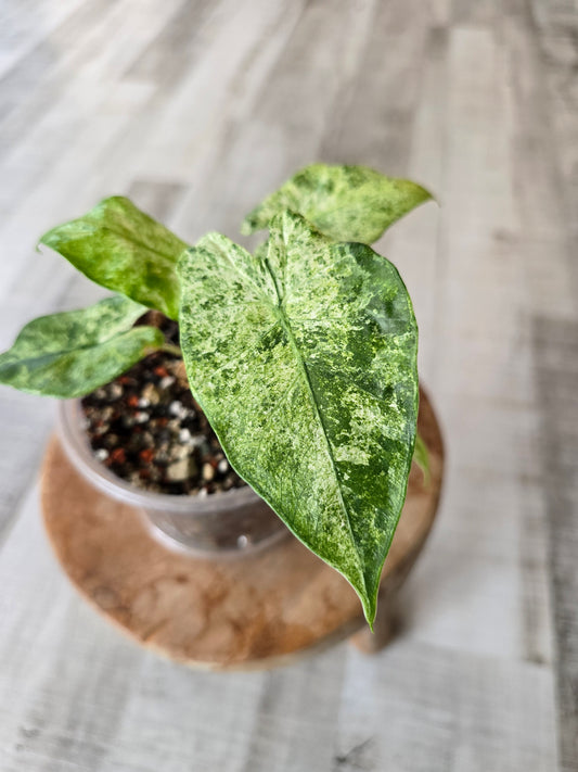 Alocasia Macrorrhiza Splash (JP2)