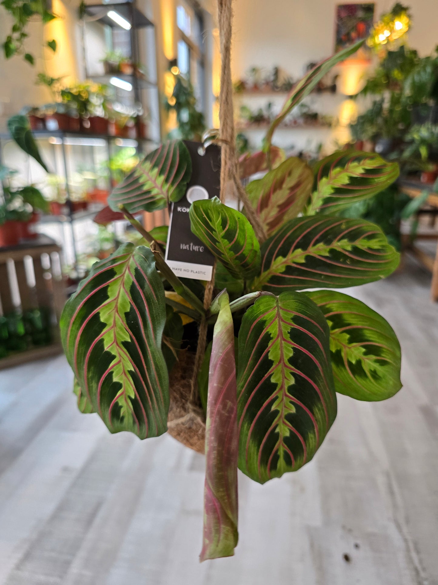 Prayer Plant