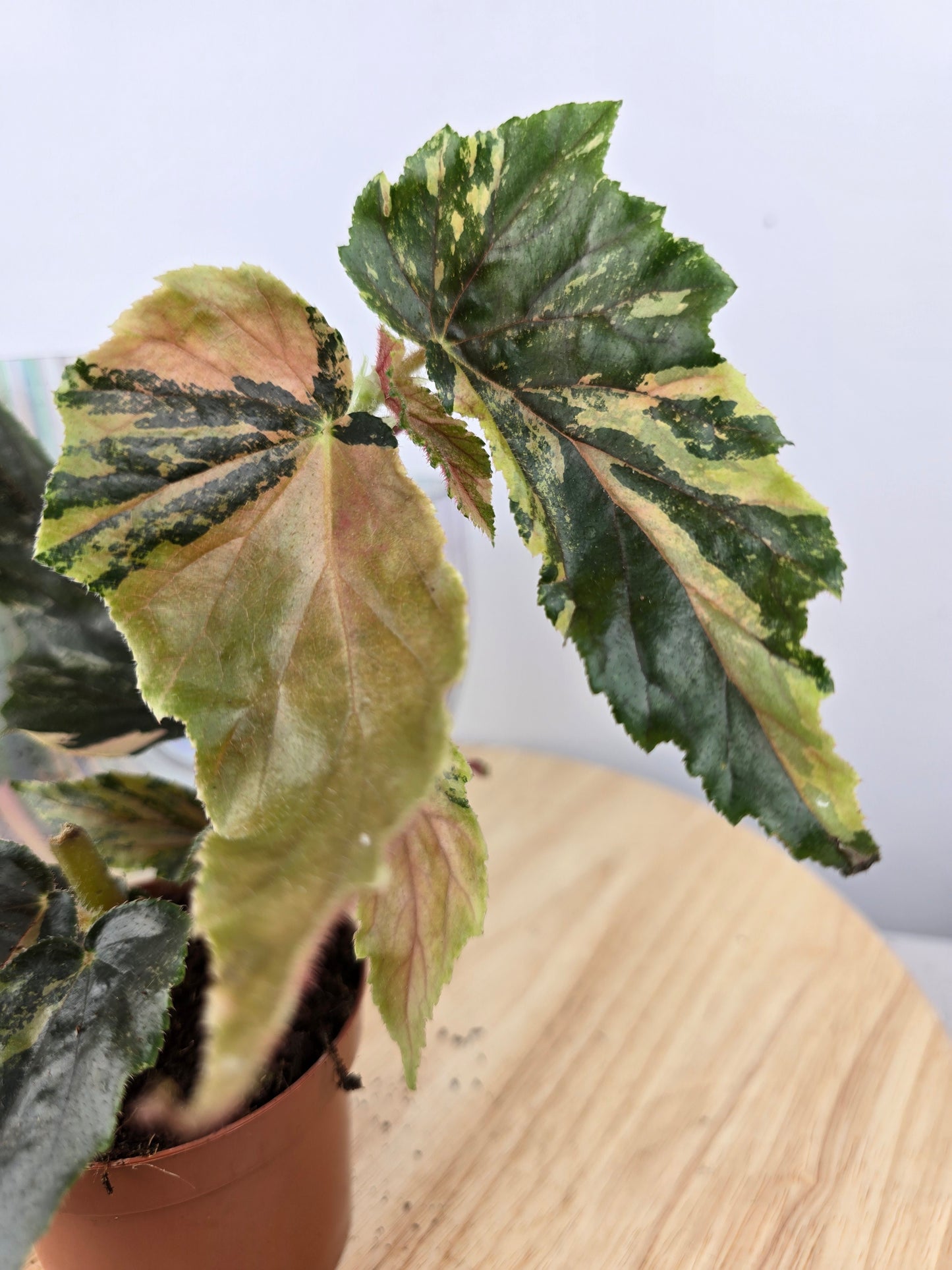 Begonia 'Ginny Galaxy Variegata'