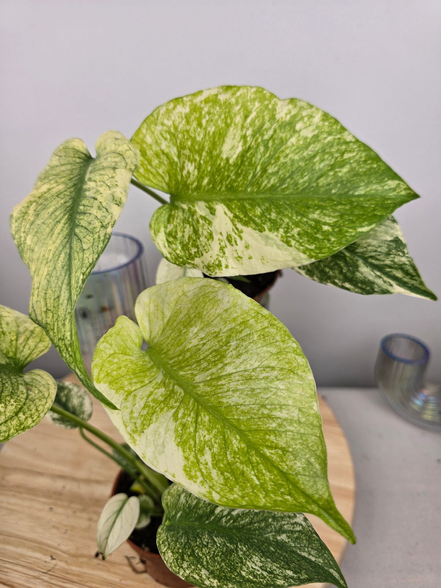 Monstera Deliciosa mint