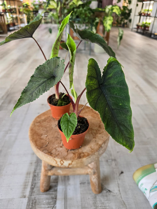 Alocasia Olanii