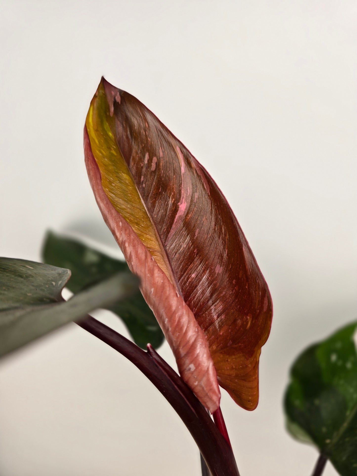 Philodendron 'Red Anderson'