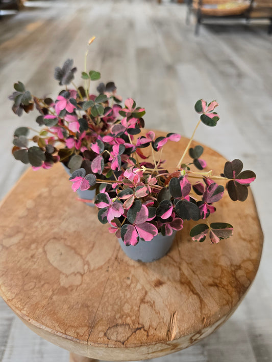 Oxalis vulcanicola 'Plum Crazy'