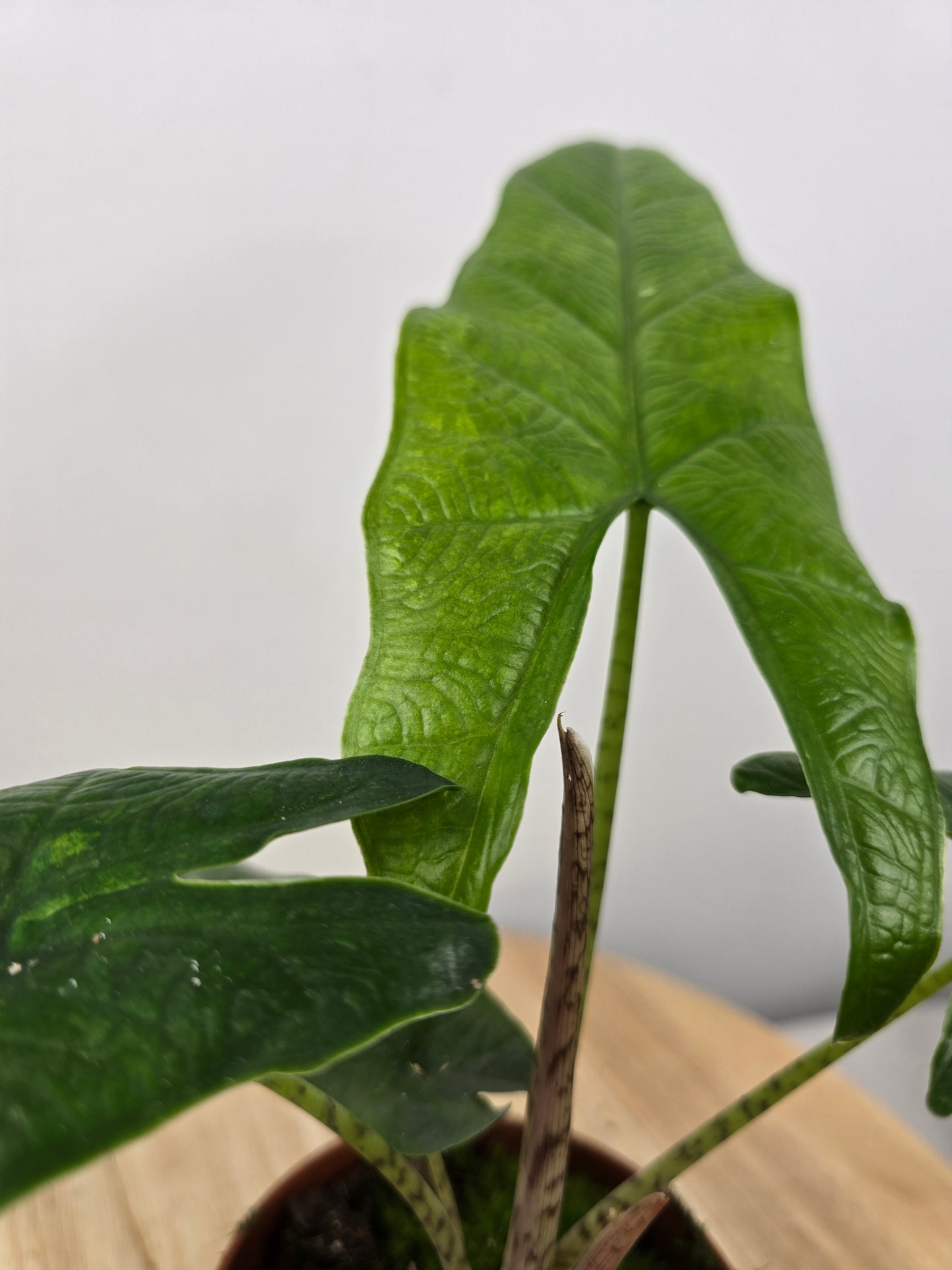 Alocasia 'Sulawesi Green Carpet'
