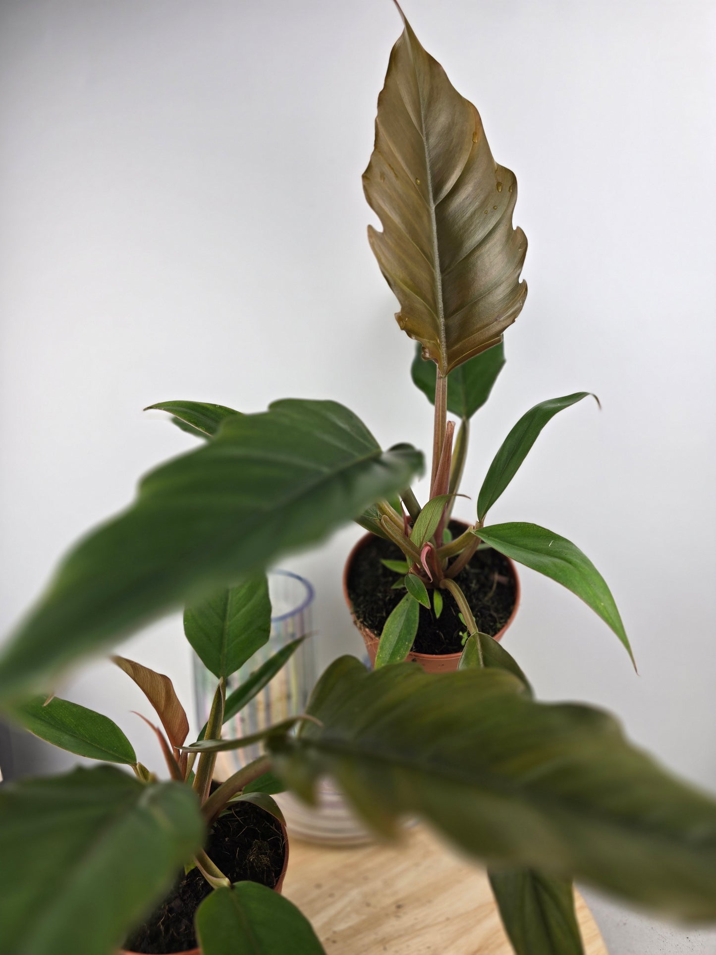 Philodendron 'Choco Empress'