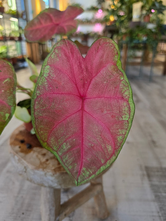 Caladium Sexy Pink